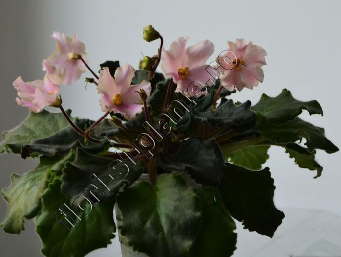 Saintpaulia Ajohn s Spinning Bells