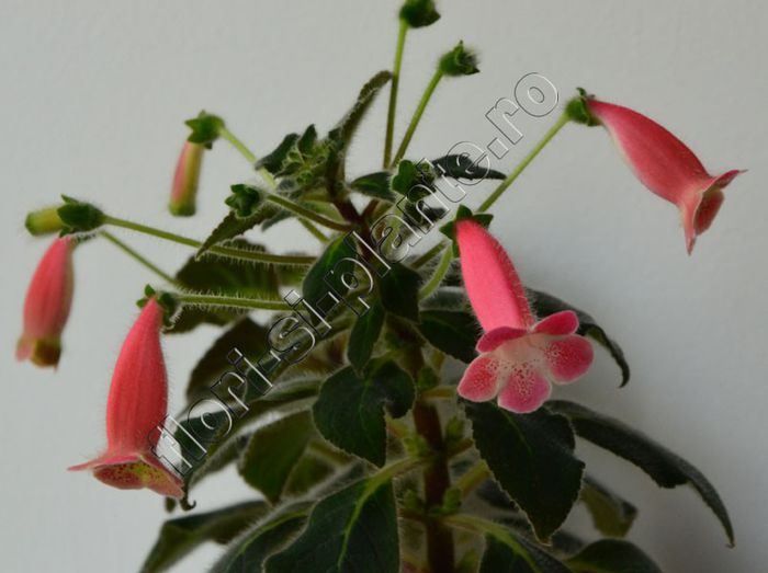 Kohleria Amanda (ni) - KOHLERIA II 2