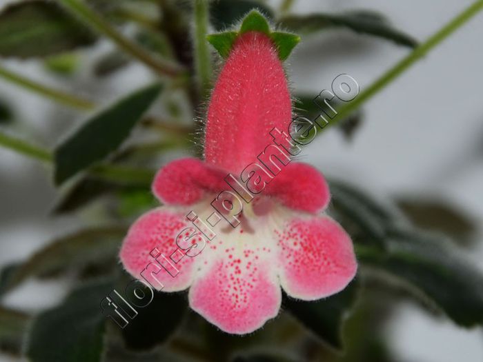 Kohleria Amanda (ni)