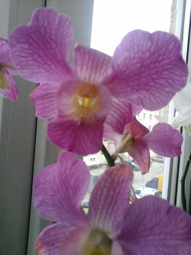 dendrobium - orhideele mele
