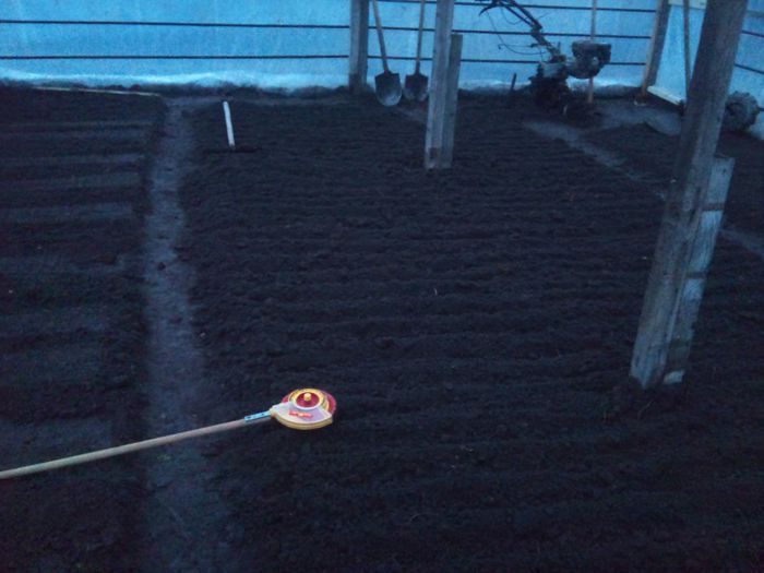 plantare ridichii luna 5martie