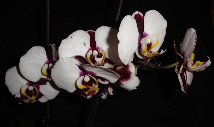  - Phalaenopsis 1