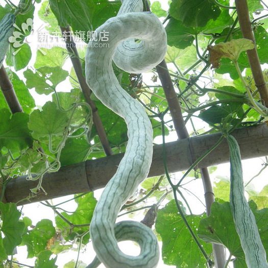 Padwal sau castravetele sarpe - plante-exotice_condiment-2