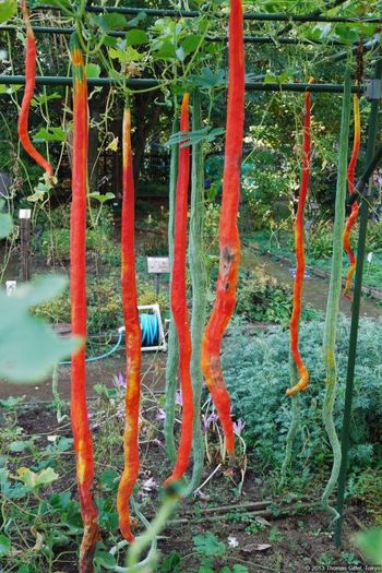 Padwal-fructe coapte - plante-exotice_condiment-2