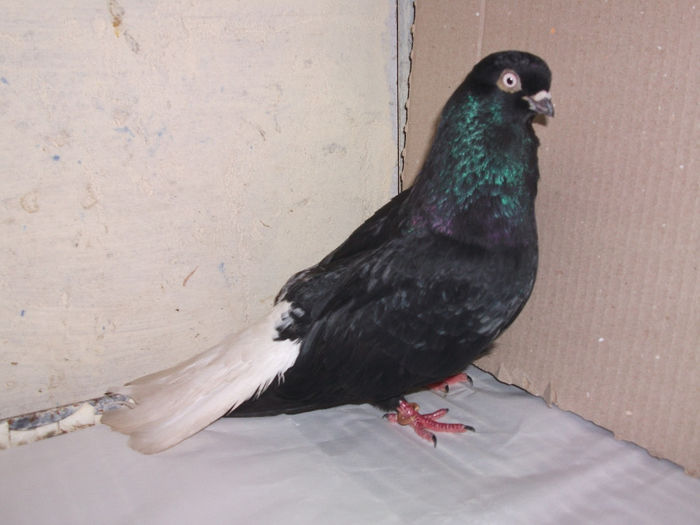 mascul