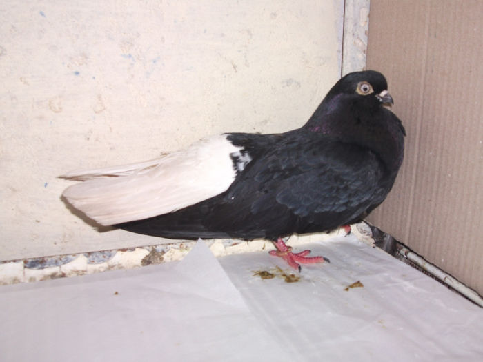 femela - zburator negru codalb
