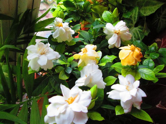 anul asta a facut multe flori