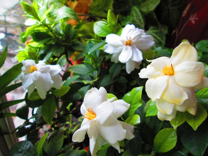 anul asta a facut multe flori; anul asta a facut multe flori
