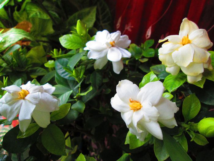 IMG_6074; anul asta a facut multe flori
