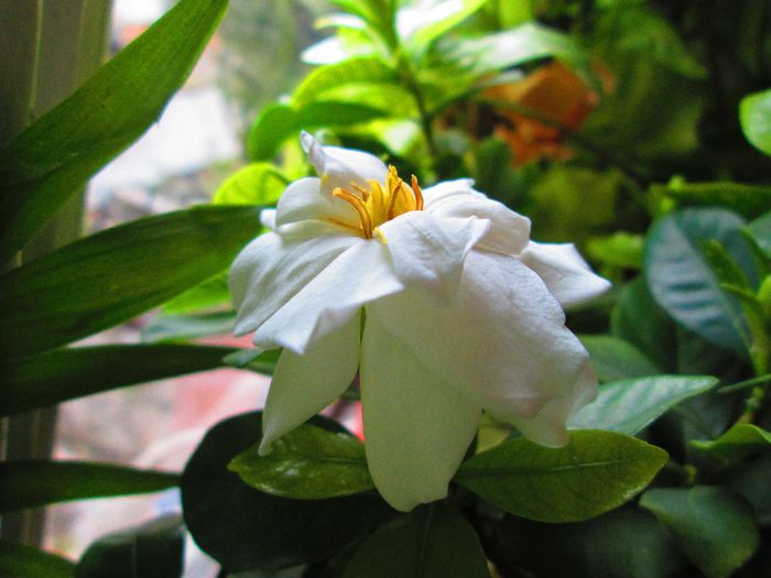 IMG_6075; anul asta a facut multe flori
