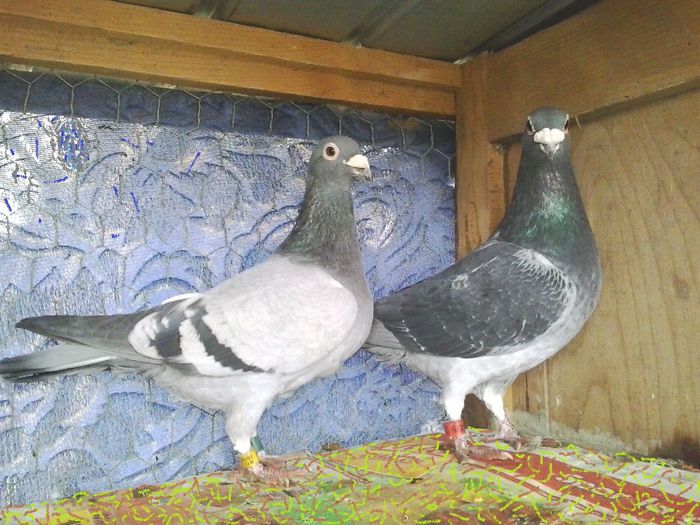 M 2010 & F 2006 24