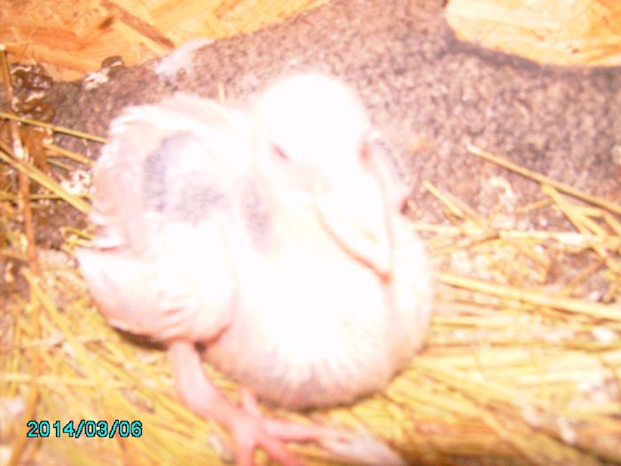IMG_0182 - Primul ou de porumbel in anul 2014
