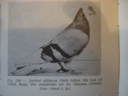 Picture-4995-300x225