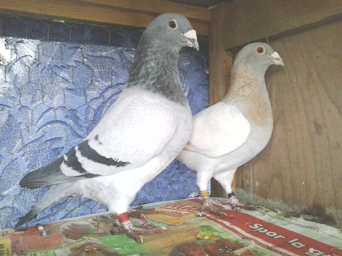 M 2010 &  F 2009 25 - 6 Matca 2014