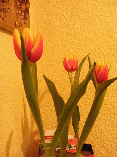 DSCF0215