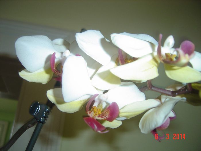 Picture 352