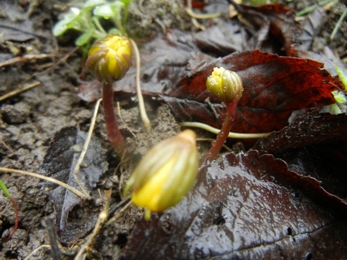 Eranthis hyemalis (2014, March 06)