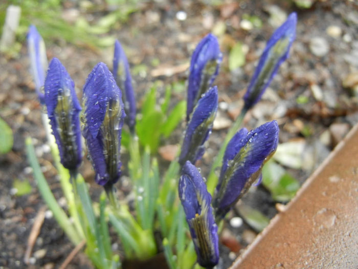 Iris reticulata Blue (2014, March 06) - Iris reticulata Blue