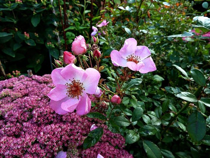 Rosa-Sweet-Haze-4 - Trandafiri cu flori simple sau semiduble