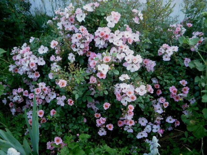sweet haze - Trandafiri cu flori simple sau semiduble