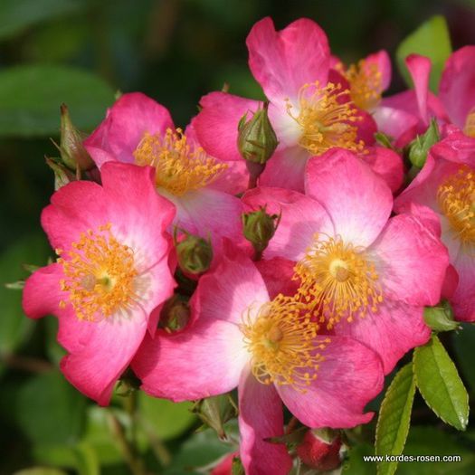 rose_rosa_bodendecker_juanita_kordes_01_1 - Trandafiri cu flori simple sau semiduble