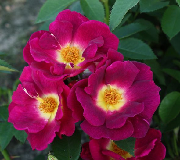 Rose_Weg_der_Sinne - Trandafiri cu flori simple sau semiduble