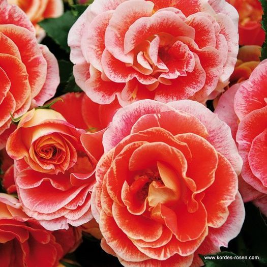 rose_bunt_beetrose_airbrush_kordes_03 - Trandafiri cu flori simple sau semiduble