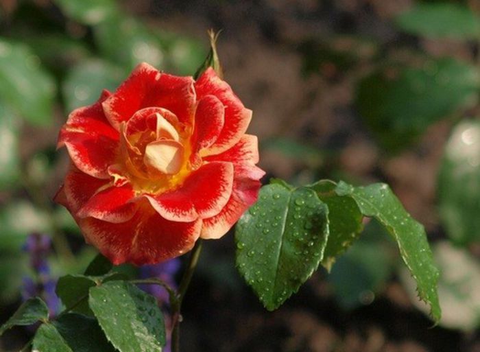 Airbrush Rose - Trandafiri cu flori simple sau semiduble