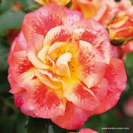 rose_bunt_beetrose_airbrush_kordes_01 - Trandafiri cu flori simple sau semiduble