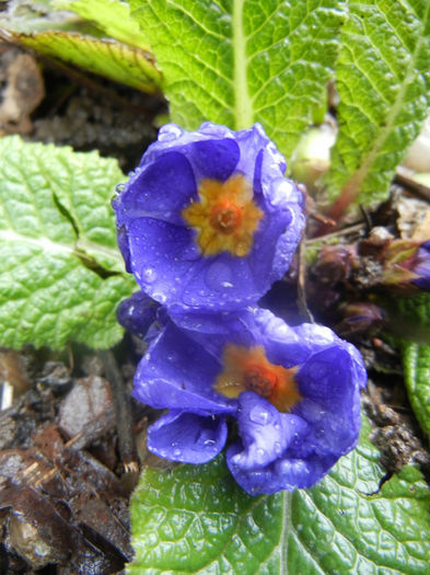Blue Primula (2014, March 06)
