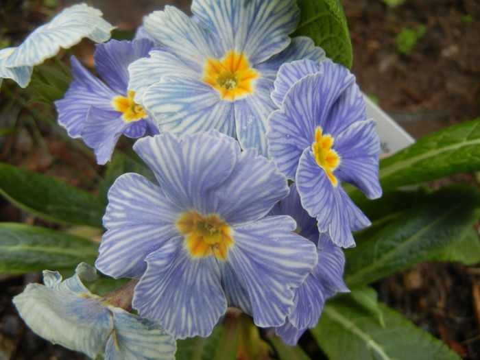 Primula Zebra Blue (2014, March 06)