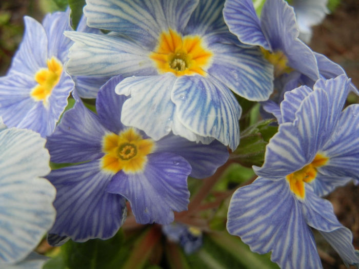 Primula Zebra Blue (2014, March 06)