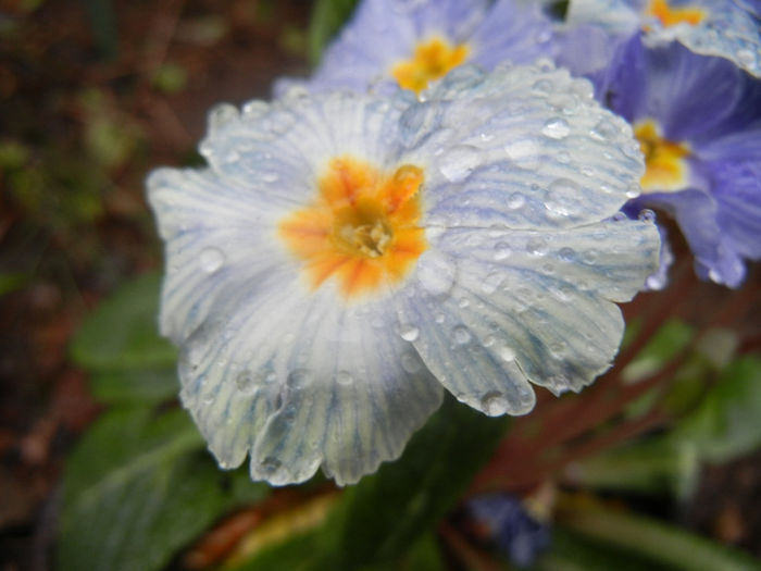 Primula Zebra Blue (2014, March 06)