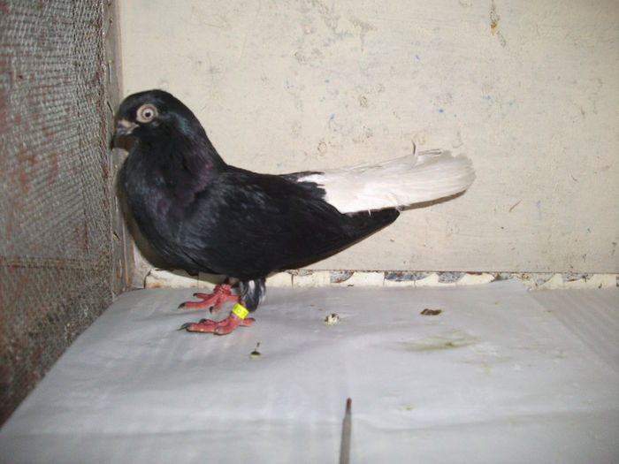 femela - zburator negru codalb