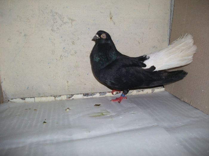 femela