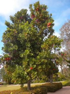 Firewheel (roata de foc); (Stenocarpus sinuatus)este un arbore australian
