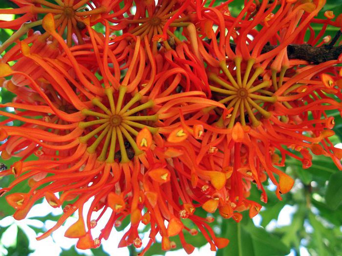 Firewheel -inflorescente - Arbori exotici - 2