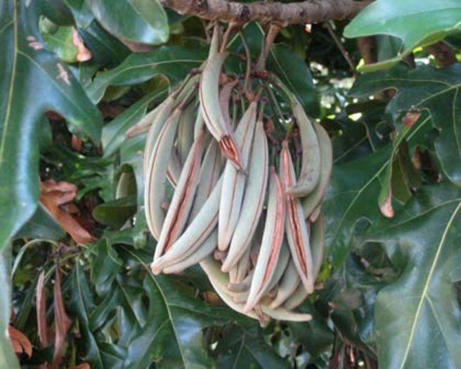 Firewheel -fructe; (Stenocarpus sinuatus)fructele sint pastai
