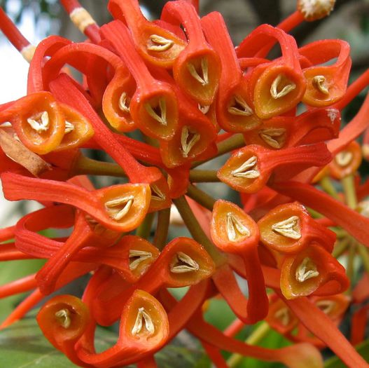 Firewheel -inflorescenta; (Stenocarpus sinuatus)
