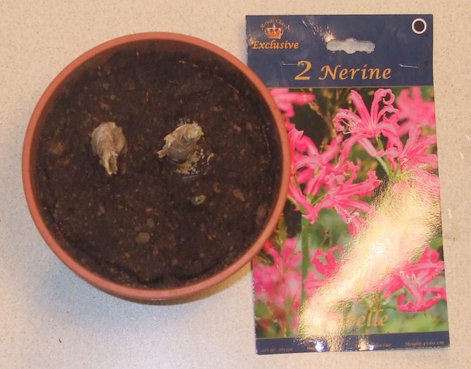 Isabelle - Nerine