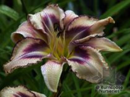 destined to see - Hemerocallis