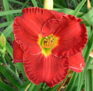 siloamPaul wats - Hemerocallis