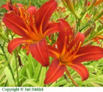 sammy russel - Hemerocallis