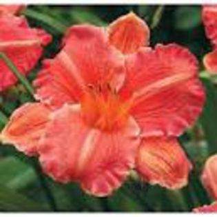 pretty fancy - Hemerocallis