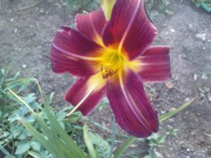 crimson pirate - Hemerocallis