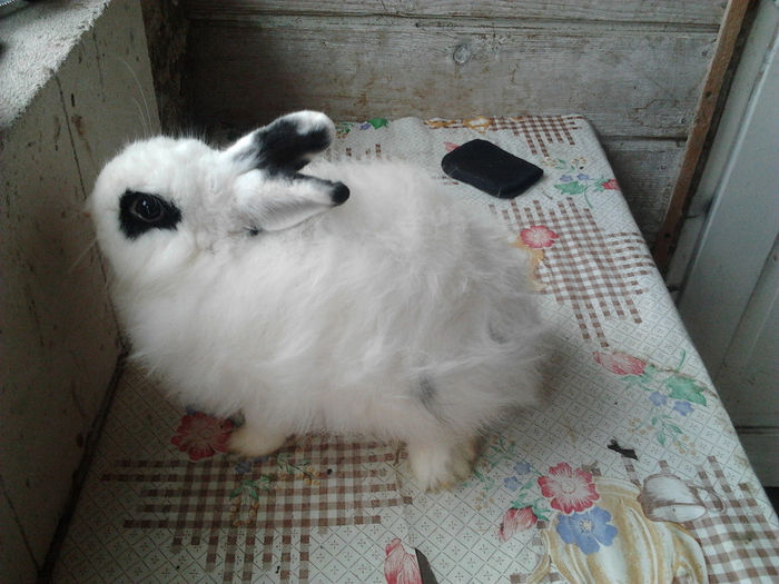 Mame pui Angora 002; Femela 2,5 kg
