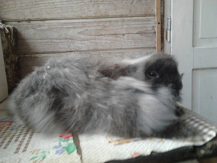 Mame pui Angora 003; Femela 1,6 kg
