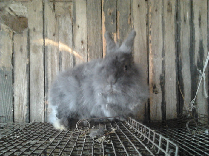 Tati pui Angora 004; Mascul 1,7 kg
