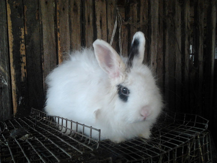 Tati pui Angora 001 - Pui femele inlocuire si extindere Angora