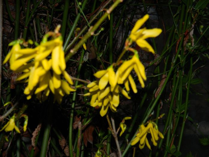 DSCN3456